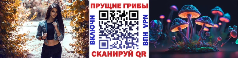 Купить  Белоусово  Псилоцибиновые грибы Psilocybine cubensis 
